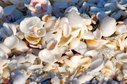Sanibel The Island-006