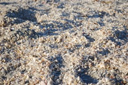 Sanibel The Island-009