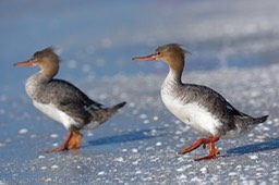 Sanibel Wildlife-024