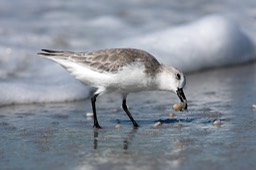 Sanibel Wildlife-034