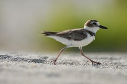 Sanibel Wildlife-037 Wilson's Plower